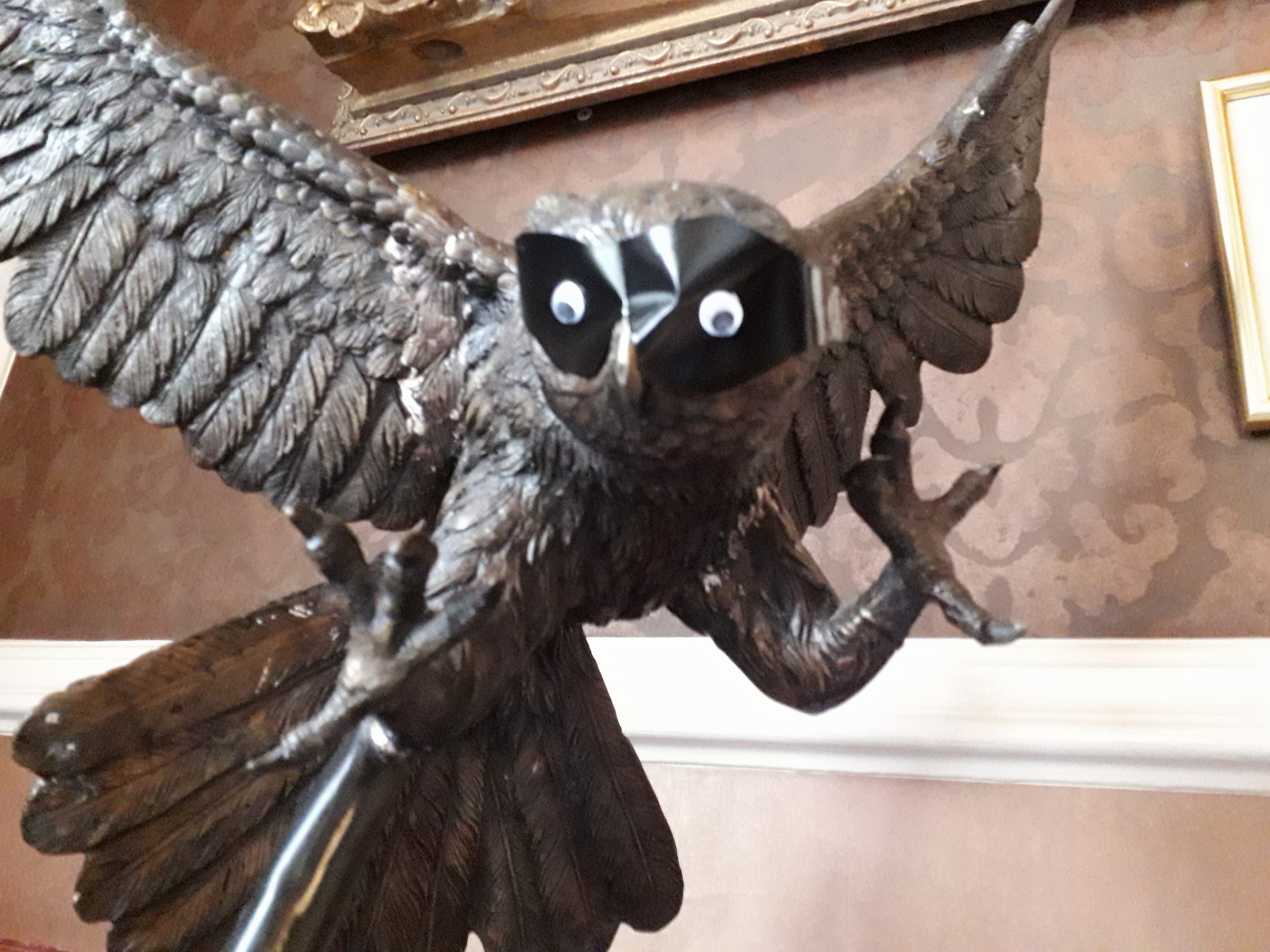Owl sporting a Zorro mask